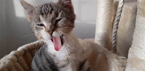 41 Top Photos Why Do Cats Stick Their Tongue Out Why Does My Cat Stick His Tongue Out And
