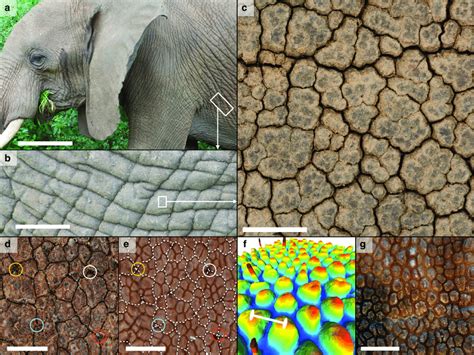 Morphology Of The African Bush Elephants Loxodonta Africana Skin In
