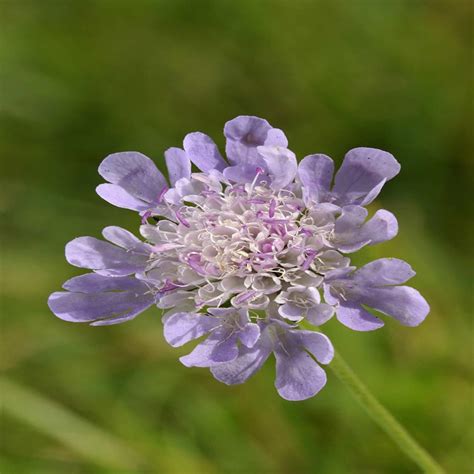 Small Scabious Wildflower Seed Our Wildflower Ranges Green Tech