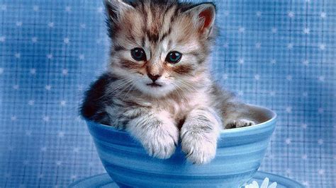 Cute Cat Kitten Inside Blue Cup Hd Cute Cat Wallpapers Hd Wallpapers