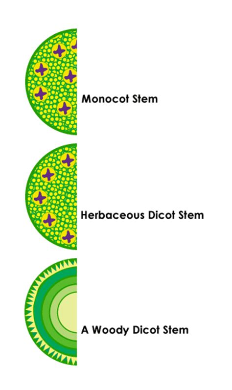 Browse 29 monocot stem cross section stock photos and images available, or start a new search to explore more stock photos and images. Monocot Vs Dicot Stem Cross Section - slidedocnow