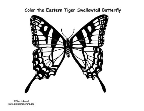 Often this means that green caterpillars flush with reds, yellows, or browns to match the forest floor. Butterfly (Eastern Tiger Swallowtail) Coloring Page