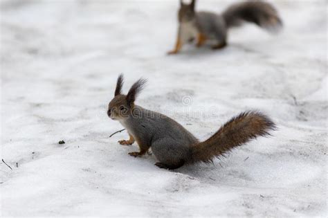 Two Squirrels In Snow Stock Image Image Of Beauty Relation 136434553
