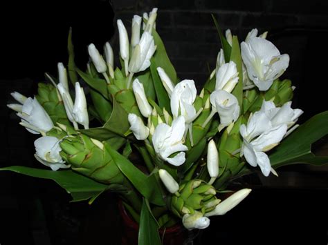 List Of Most Fragrant Flowers