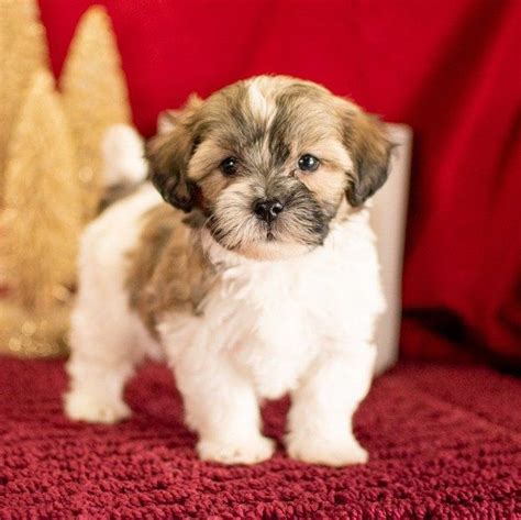 Shichon Puppies For Sale In Chicago Illinois