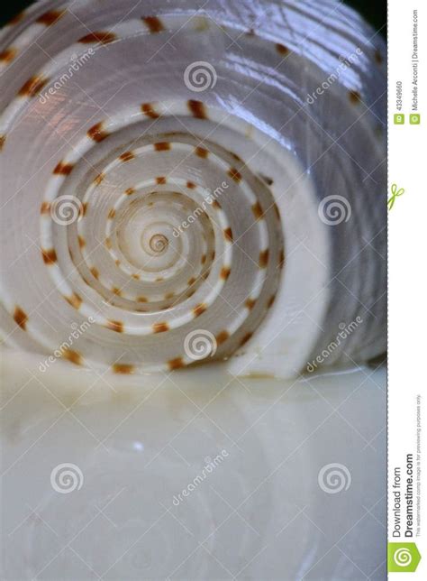 Spiral Seashell Sea Shells Spiral Stock Photos
