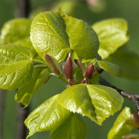 Small Leaved Lime Tilia Cordata British Trees And Hedges Habitat Aid