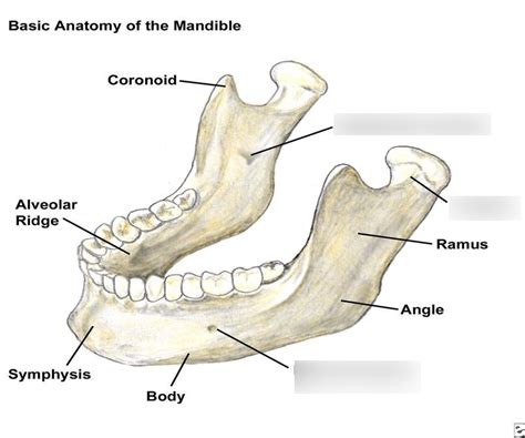 Facial Bone Mandible Diagram Quizlet