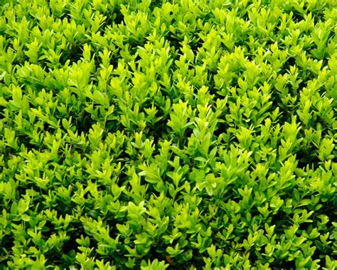 Gardensonline Buxus Microphylla Var Koreana