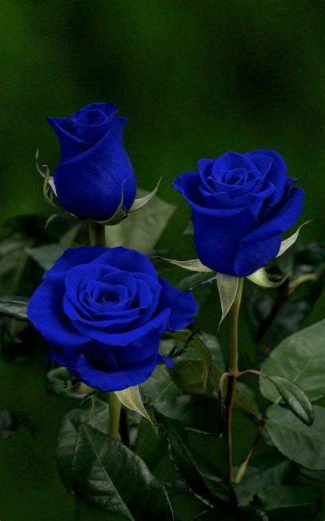 Pin By Anna Kelemen On Gyorsmentések Blue Roses Wallpaper Lovely