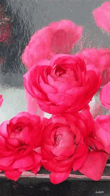 Animated Flowers Blooming Gif GIFs | Tenor