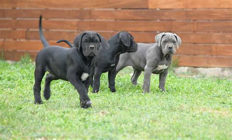 Cypress arrow are proud to present their bred cane corso with over two decades of breeding and training experience with quantifiable proof. cane corso puppy for sale in Salem and breeders of ...