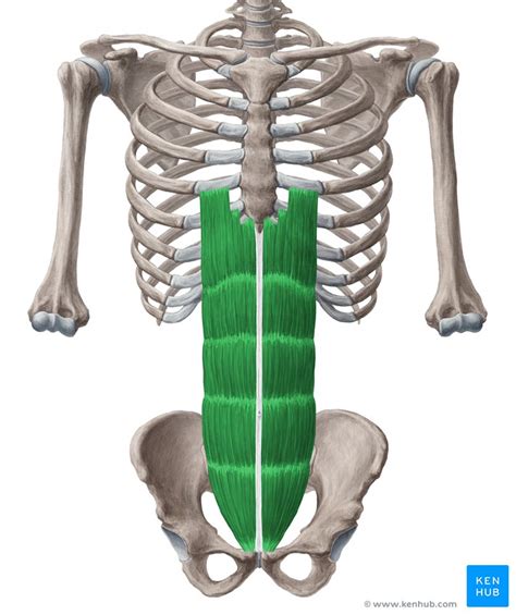 Rectus Abdominis Muscle Function Origin Insertion Kenhub