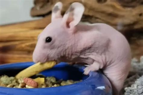 Hairless Hamster All You Need To Know