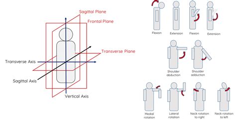 Left Body Planes Sagittal Frontal And Transverse And Axes