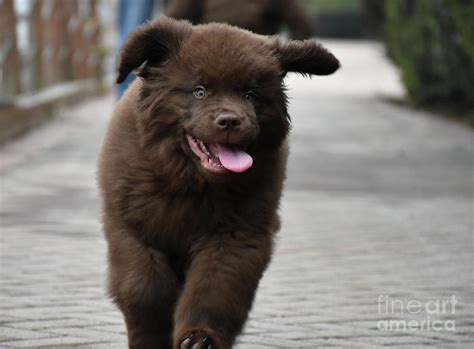 Funny Brown Newfie Puppy Running With His Tongue Out Photograph By