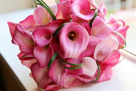 Lovely Pink Calla Lillies A Simple Elegant Pink Choice More Here