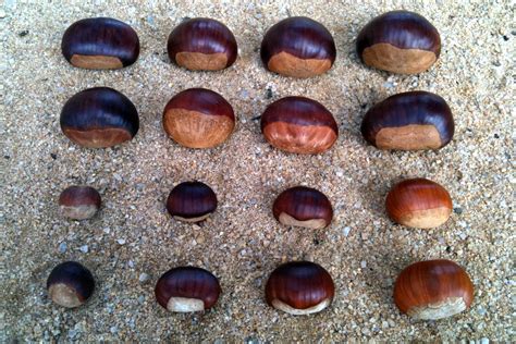 Chestnuts Cooksinfo