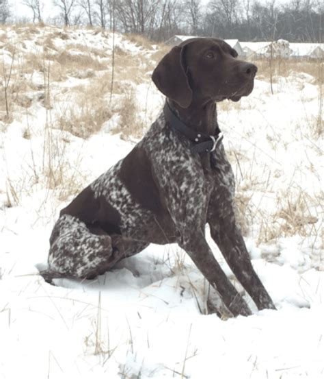 Looking for a good deal on german shorthair pointer? German Shorthaired Pointer Puppies For Sale | Union, MO ...