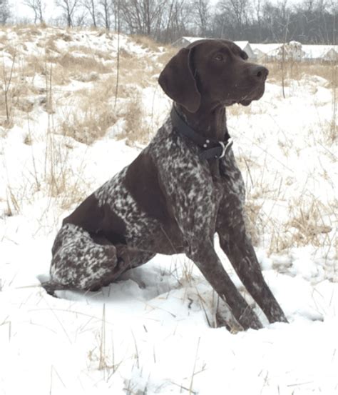 There was three females and one male left! German Shorthaired Pointer Puppies For Sale | Union, MO ...