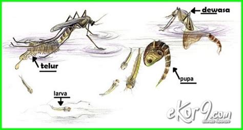 Metamorfosis memang terjadi pada hewan serangga dan amfibi. 15 Hewan yang Mengalami Metamorfosis Sempurna dan ...