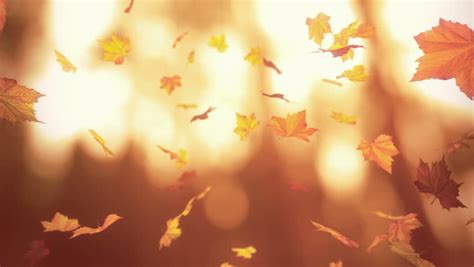 Autumn Leaves Falling In Slow Motion Colorful Fall Season 1920x1080