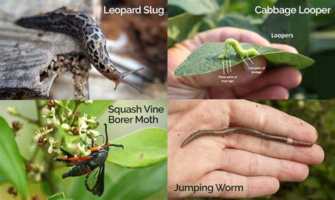 Strong smell repels garden pests such as. 8 Pest Control — Deep Roots Project