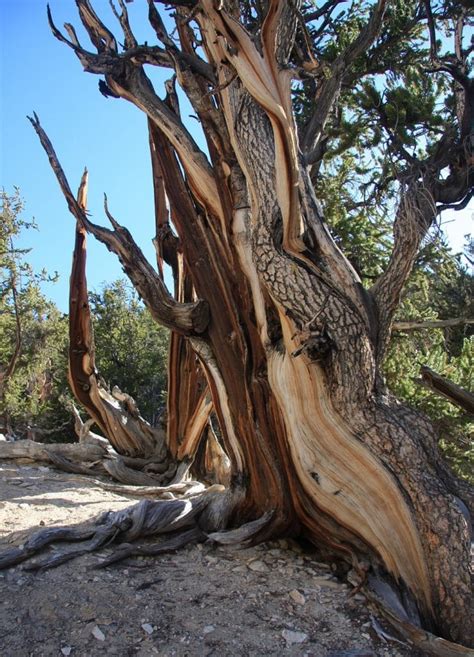 4 Oldest Bristlecone Pine Trees In The Us