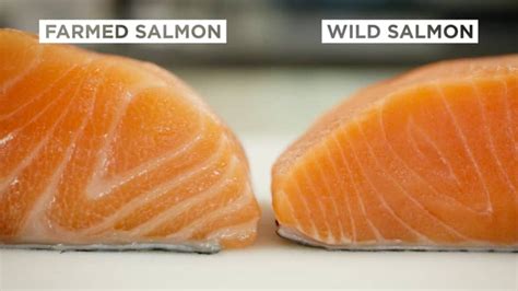Why You Cant Cook Wild Salmon The Same As Farmed Salmon Cooks