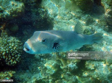 Map Puffer Fish Photos And Premium High Res Pictures Getty Images