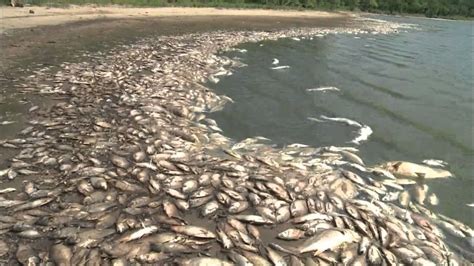 Fish Kill Salt Fork River Youtube