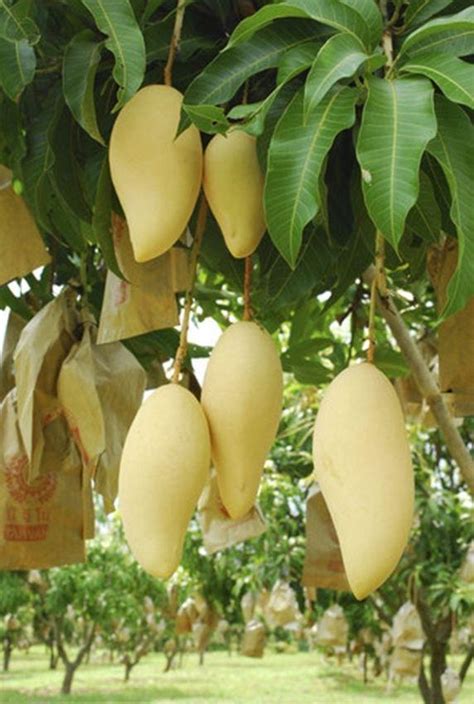 9 Jenis Mangga Yang Paling Enak Makan Satu Buah Mana Cukup