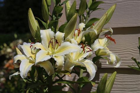 Photo Of The Bloom Of Lily Lilium Chill Out Posted By Joy