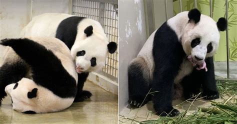 Singapore Welcomes Its First Ever Panda Cub Culture