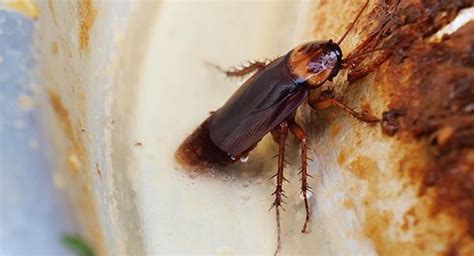 Cockroach Prevention Tips For Rhode Island Homeowners