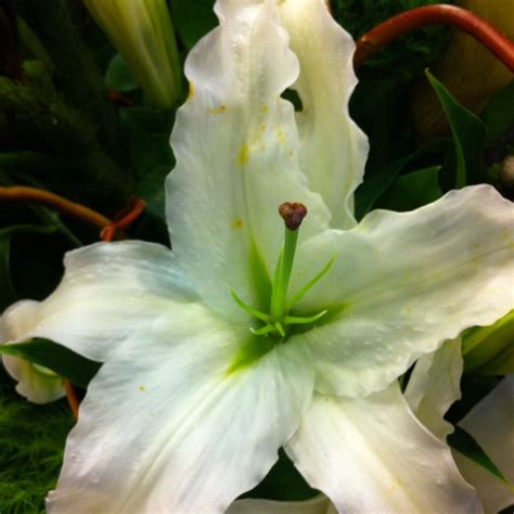 White Lily White Lilies Plants Lily