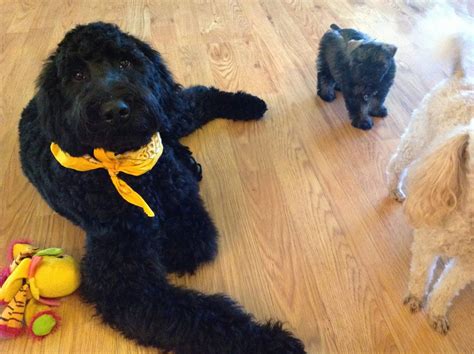 Giant Schnoodle Breeders And Puppies For Sale In Raleigh Nc Pierce