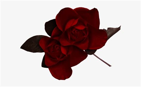 Dark Red Rose Clipart Dark Red Roses Png Transparent Png 600x439