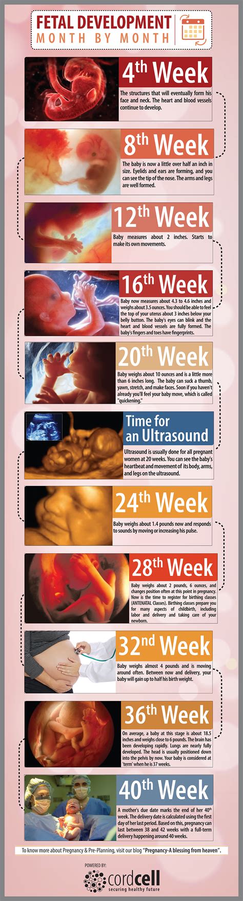 Fetal Development Month By Month Infographics
