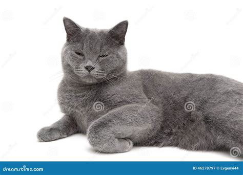 Gray Cat Sleeping On A White Background Close Up Stock Image Image Of
