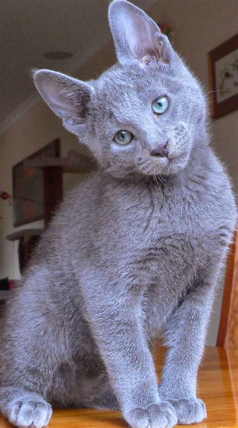 Russian Blue Cat Temperamentpersonality And Grooming Annie Many