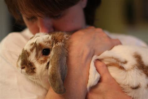 5 Ways To Bond With Your Pet Rabbit Petful