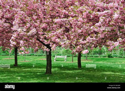 Brooklyn Botanic Garden Cherry Blossoms Hi Res Stock Photography And