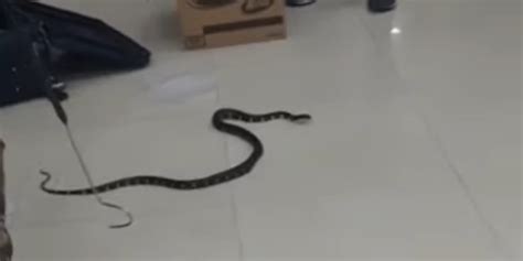 Woman Slithers Through Malaysian Customs With 22 Snakes Gets Arrested