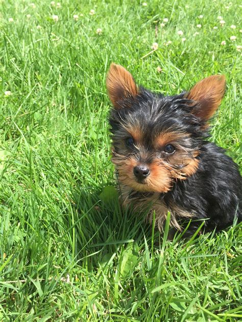 17 Things Only Yorkshire Terrier Owners Understand