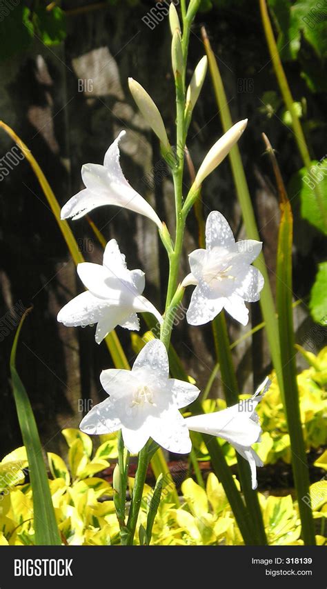 See more ideas about plants, bulb, bulb flowers. Tall White Flower Image & Photo (Free Trial) | Bigstock