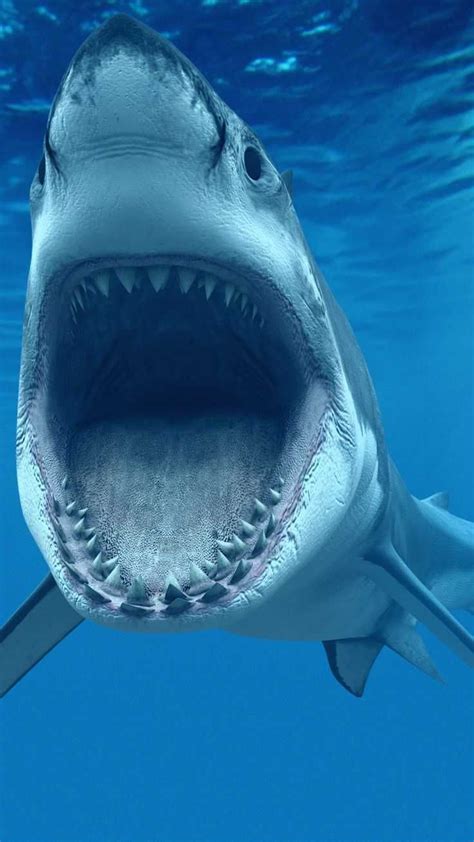 Shark Wallpaper Discover More Background Desktop High Resolution