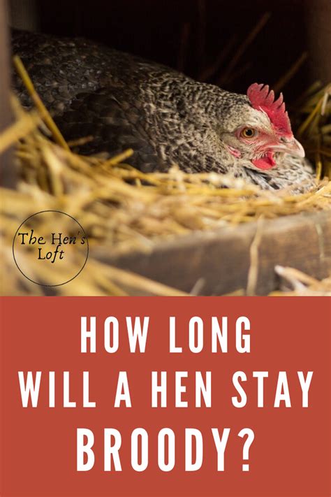 How To Stop A Hen From Being Broody 6 Tips To Break The Cycle The