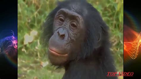 Monkey mating like human style. Amazing Bonobo Mating Like Human - best amazing bonobo ...