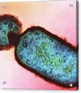 Listeria Monocytogenes Bacteria Photograph By Dr Kari Lounatmaa Science